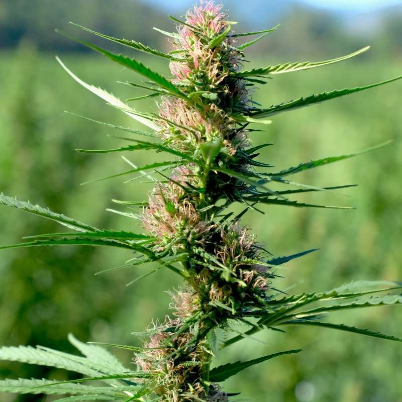 Image of cannabis flower